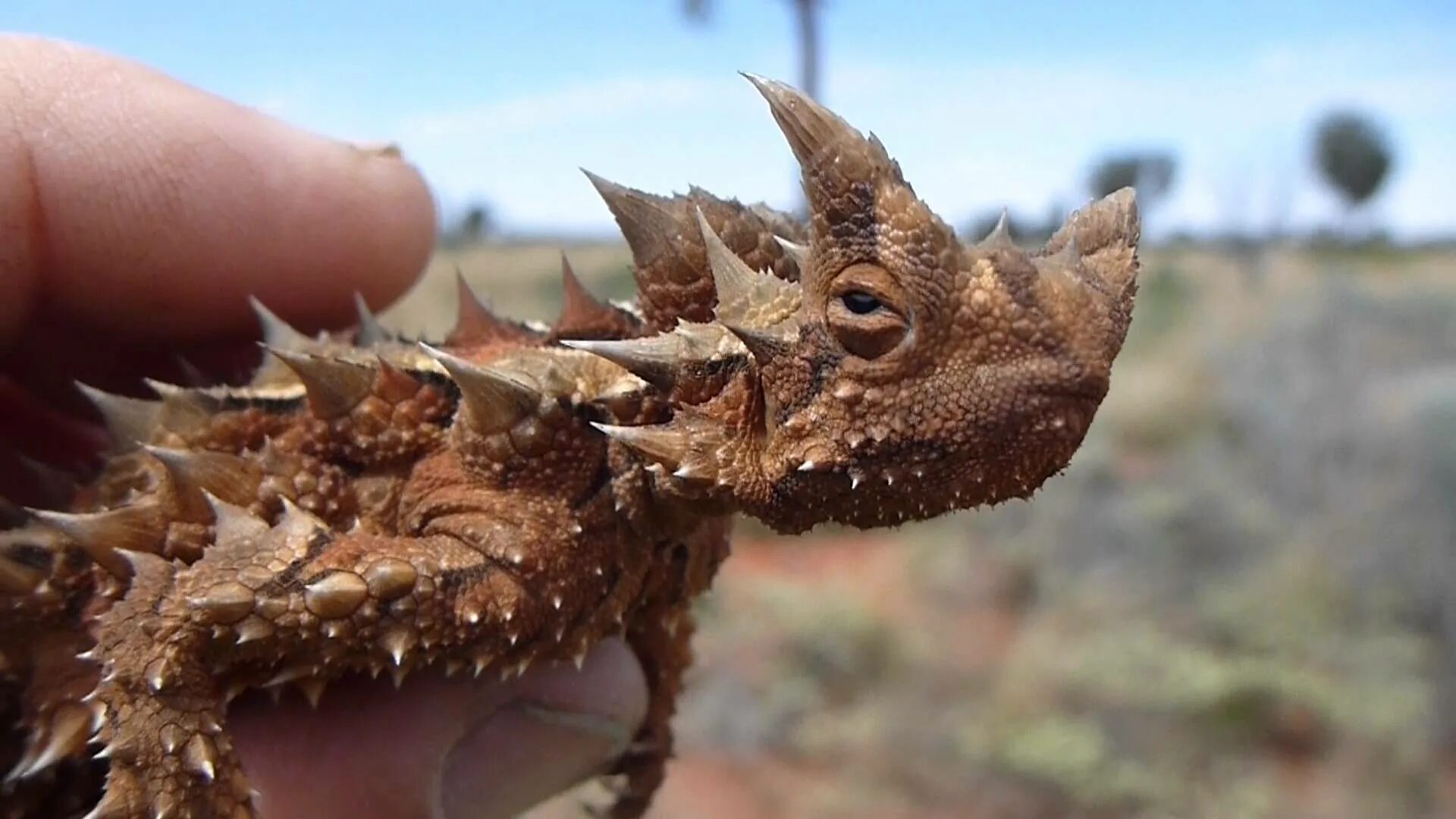 Черный императорский тамарин. Африканский трубкозуб orycteropus afer. Удивительное животное мира. Очень странные животные. Кива хирсута.