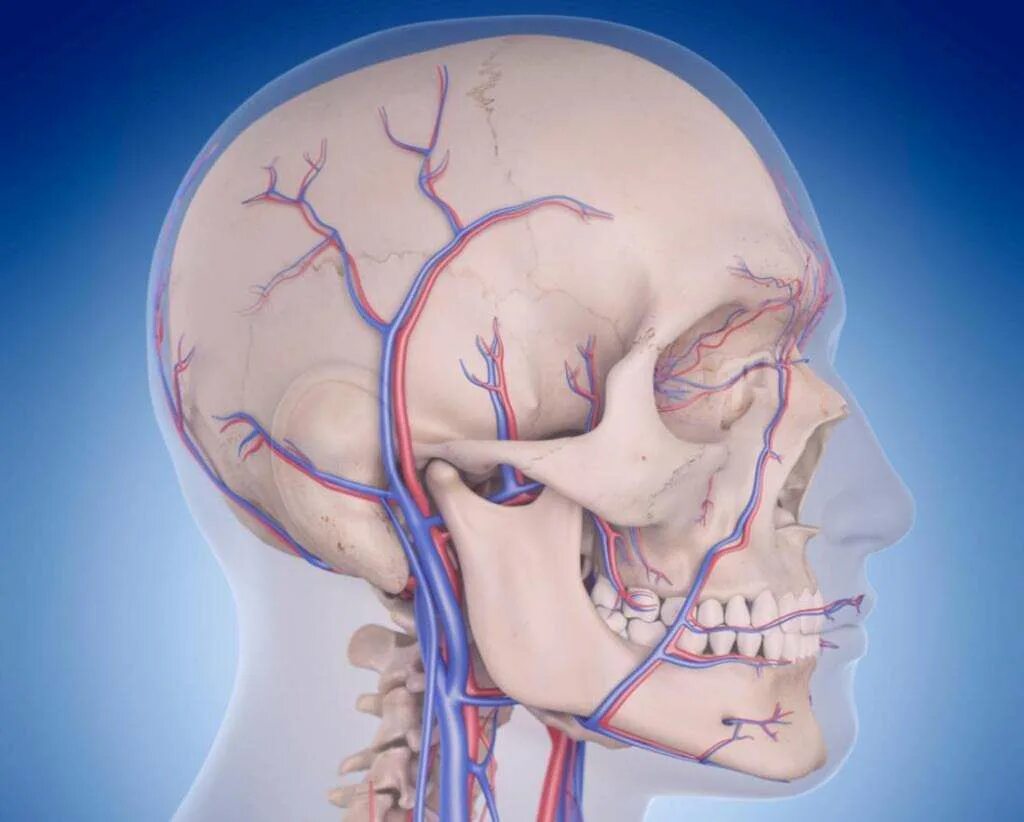 Кровеносные сосуды головы. Вертебробазилярные артерии. Вертебро базилярные артерии. Недостаточное кровоснабжение мозга.