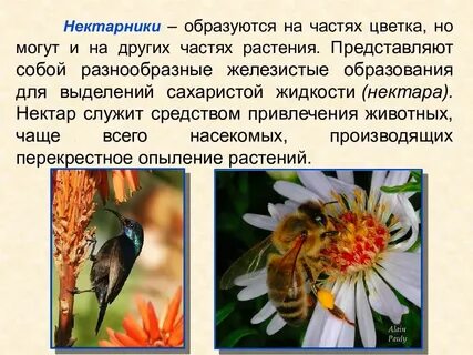 Зачем нужен нектар