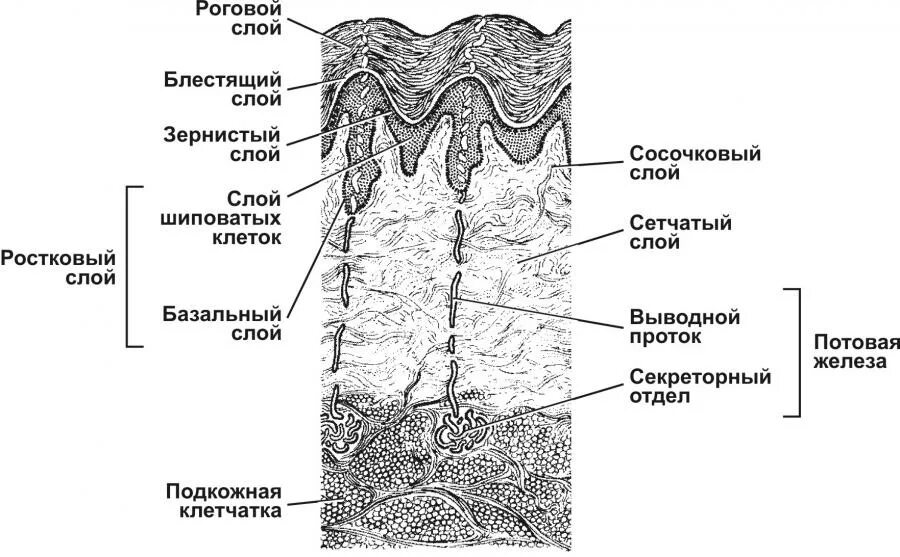 Сосочковый и сетчатый слой. Строение кожи гистология схема. Слои кожи гистология схема. Слои эпидермиса кожи гистология. Строение кожи слои гистология.