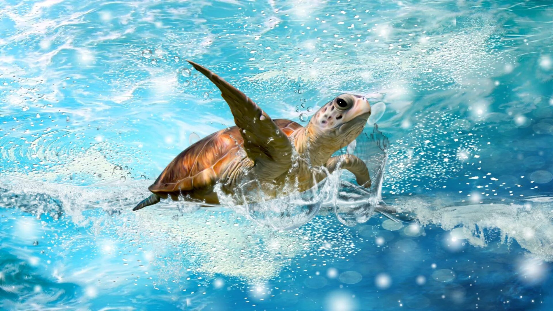 Turtle screen