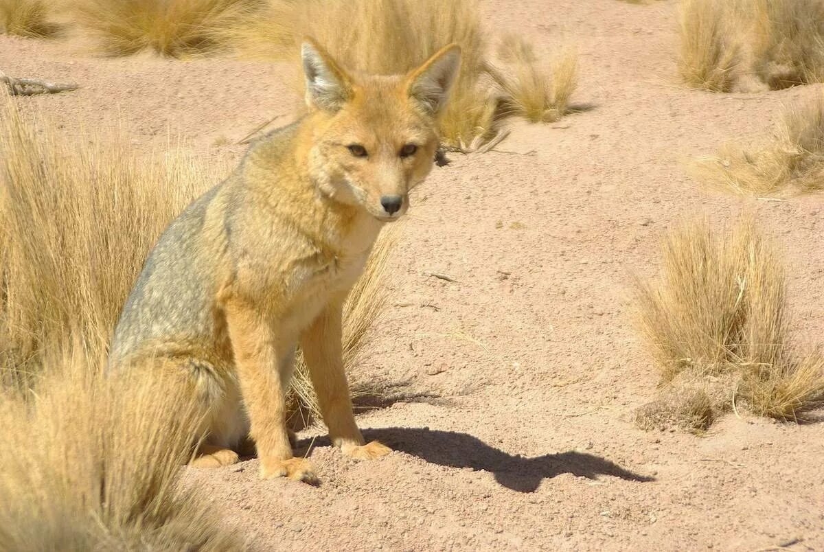 Магелланова собака Южной Америки. Андская лисица. Lycalopex culpaeus. Андская лисица Южная Америка.