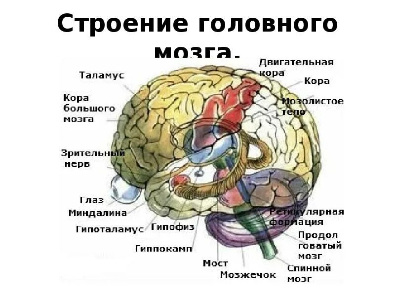 Центры головного мозга таблица. Строение головного мозга человека. Строение головного мозга черепахи. Строение головного мозга кошки. Строение головного мозга рис 126.