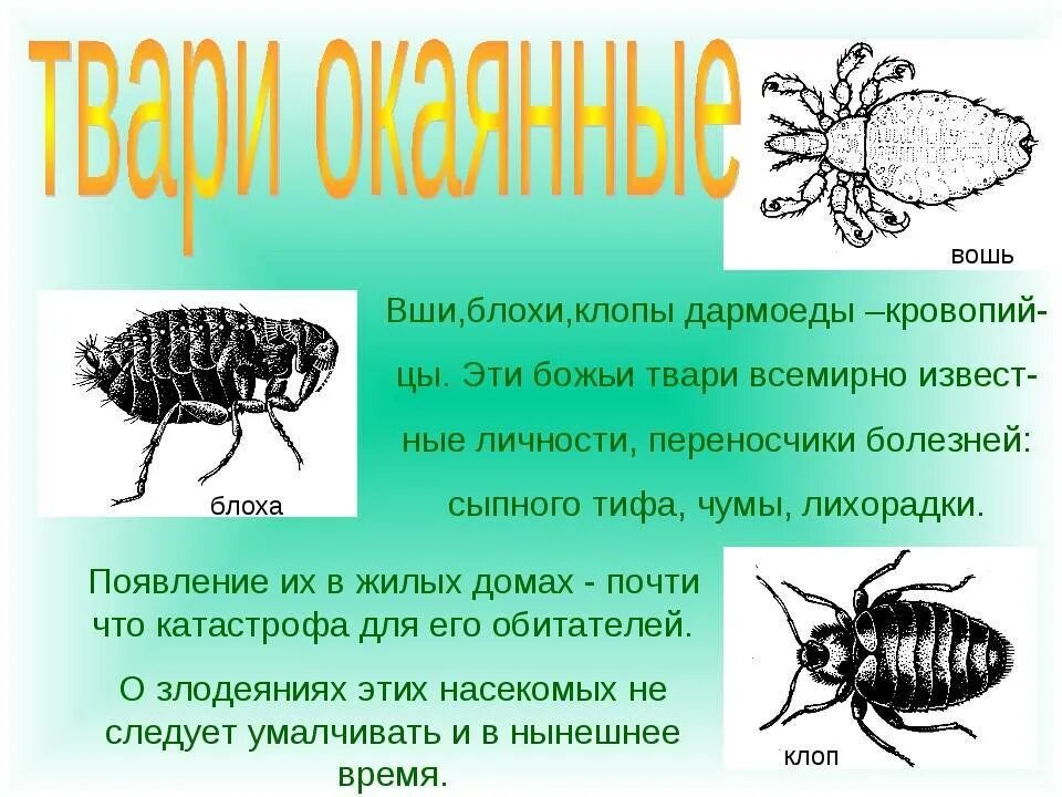 Какой вред наносят клопы. Представители отряда насекомых вши. Интересные факты о вшах.