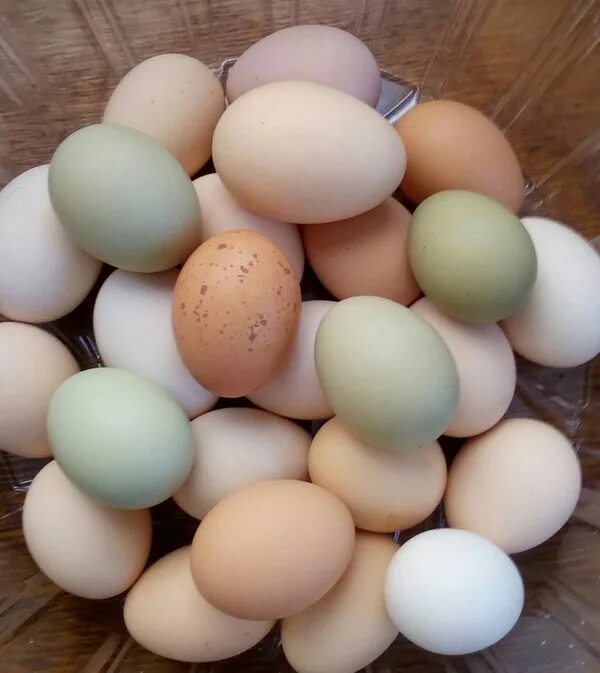 Яйцо доминанты купить. Инкубационное яйцо. Яйца куриные инкубационные. Цветные яйца куриные. Цветные яйца куриные породы.