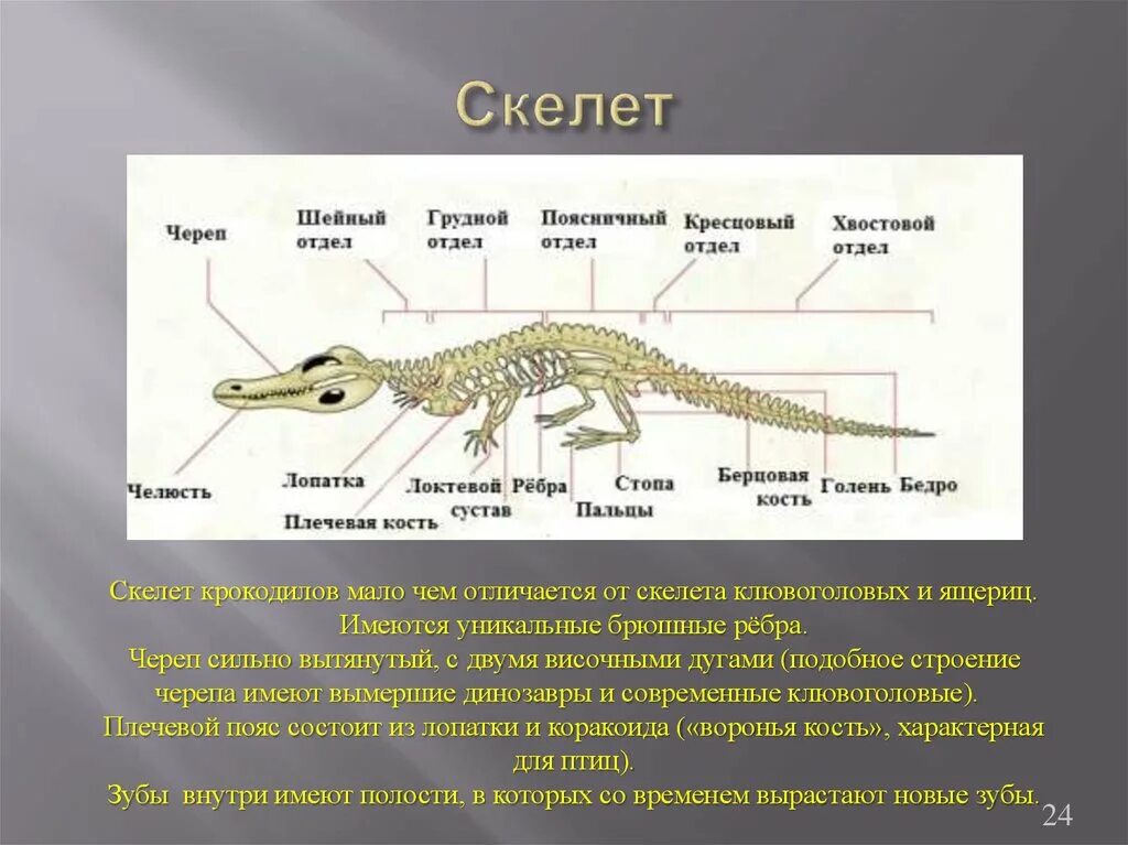 Шейный отдел пресмыкающихся состоит из. Отряд Клювоголовые пресмыкающиеся. Костный скелет пресмыкающихся. Скелет крокодила строение. Биология 7 класс пресмыкающиеся скеле.