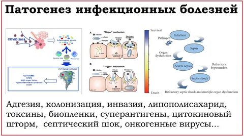 Механизм развития инфекции