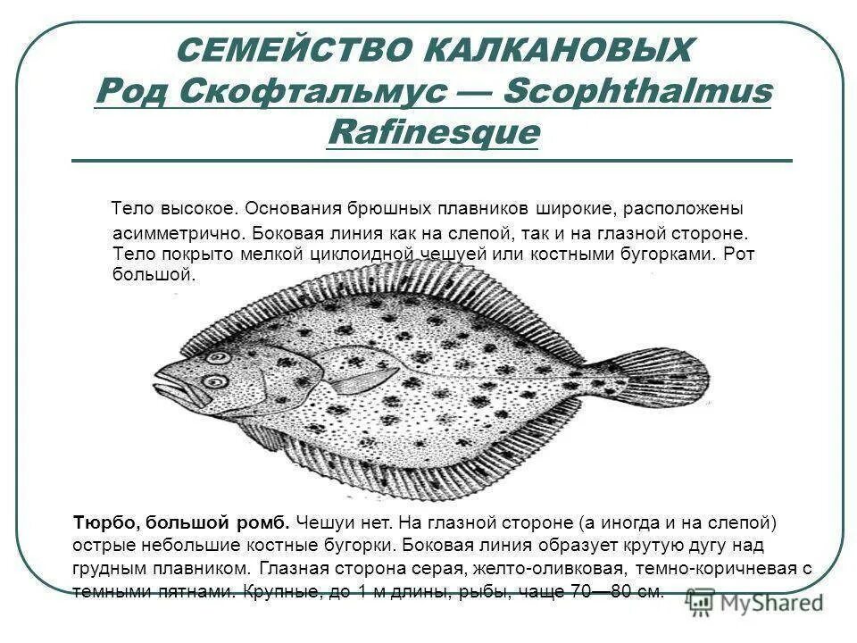 Рыба камбала внутреннее строение. Строение рыбы камбалы. Внешнее строение камбалы. Строение плоских рыб. Какое значение имеет ноздри у рыб