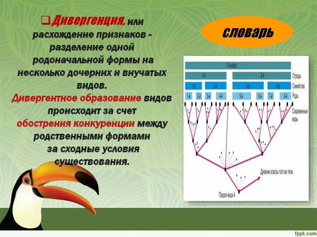 Дивергентные 3. Дивергенция. Дивергенция биология. Дивергенция расхождение признаков. Дивергенция примеры.