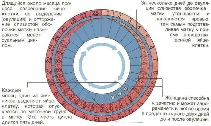 15 дней после месячных