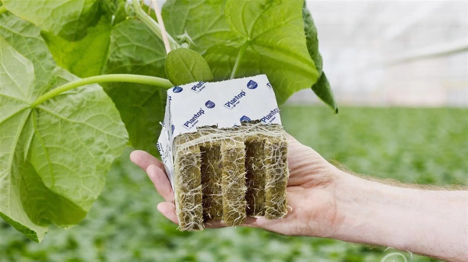 Кокосовый субстрат в брикете (7 л) россия. Субстрат для выращивания. М41-кокосовый субстрат "щепка кокосовая " 550гр r0359/ 83965003. Торф мульча рододендрон. Канабис кокосовый субстрат.