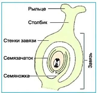 Какой цифрой на схемах обозначен семязачаток Сегодня предлагаю посмотреть на жизненный цикл голосеменных (на примере сосны).