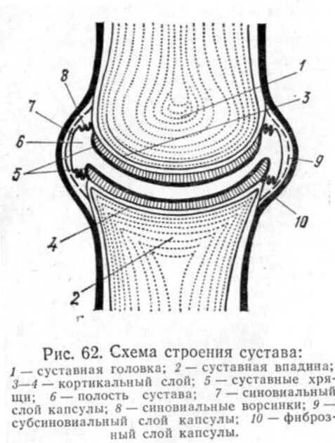 К строению сустава относится. Схематическое строение сустава. строение сустава животных анатомия. схема сустава анатомия. строение сустава человека анатомия.