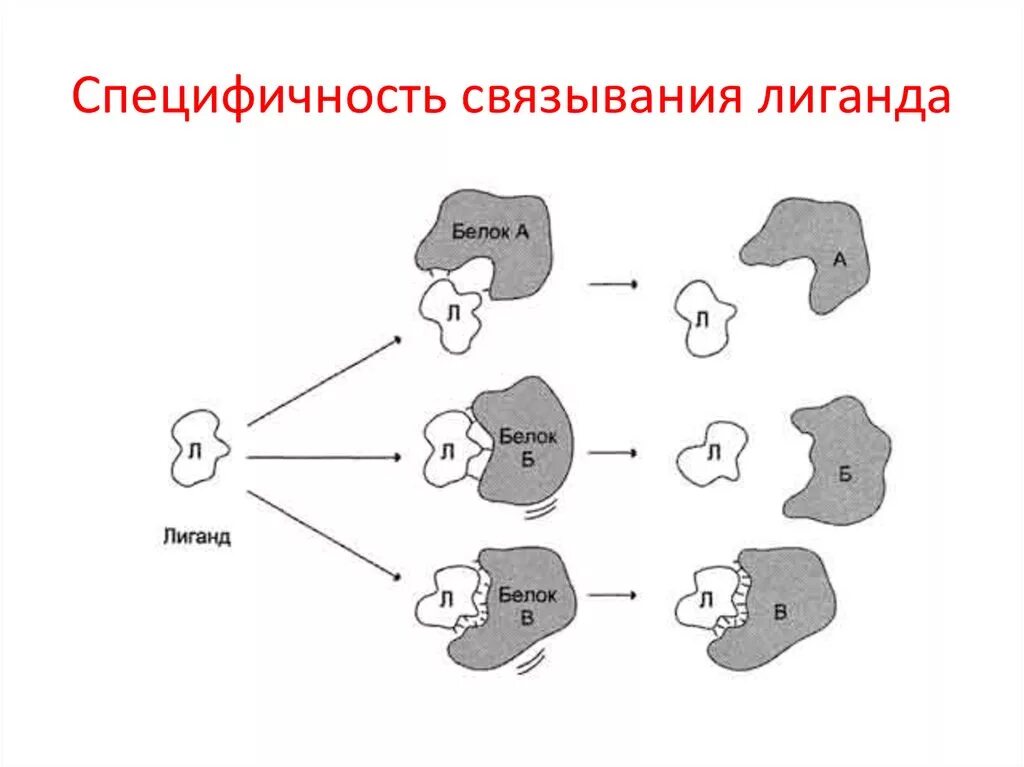 Центр связывания белка с лигандом. Белок лиганд. Белок лигандные взаимодействия. Взаимосвязь белков с лигандами. Белково белковые взаимодействия