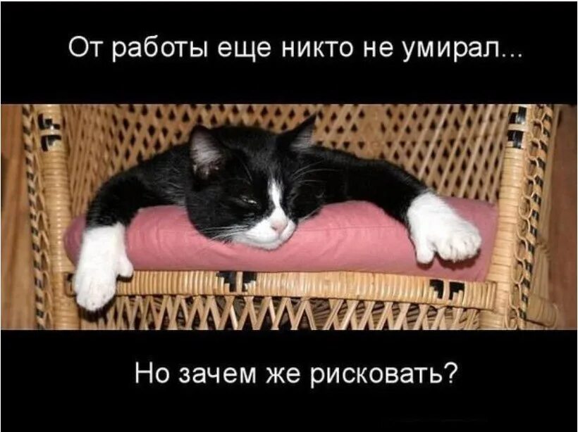 Котик не хочет работать. Работаю смешные картинки. Не хочется работать. Котик идет на работу. Не хочу быть довольной