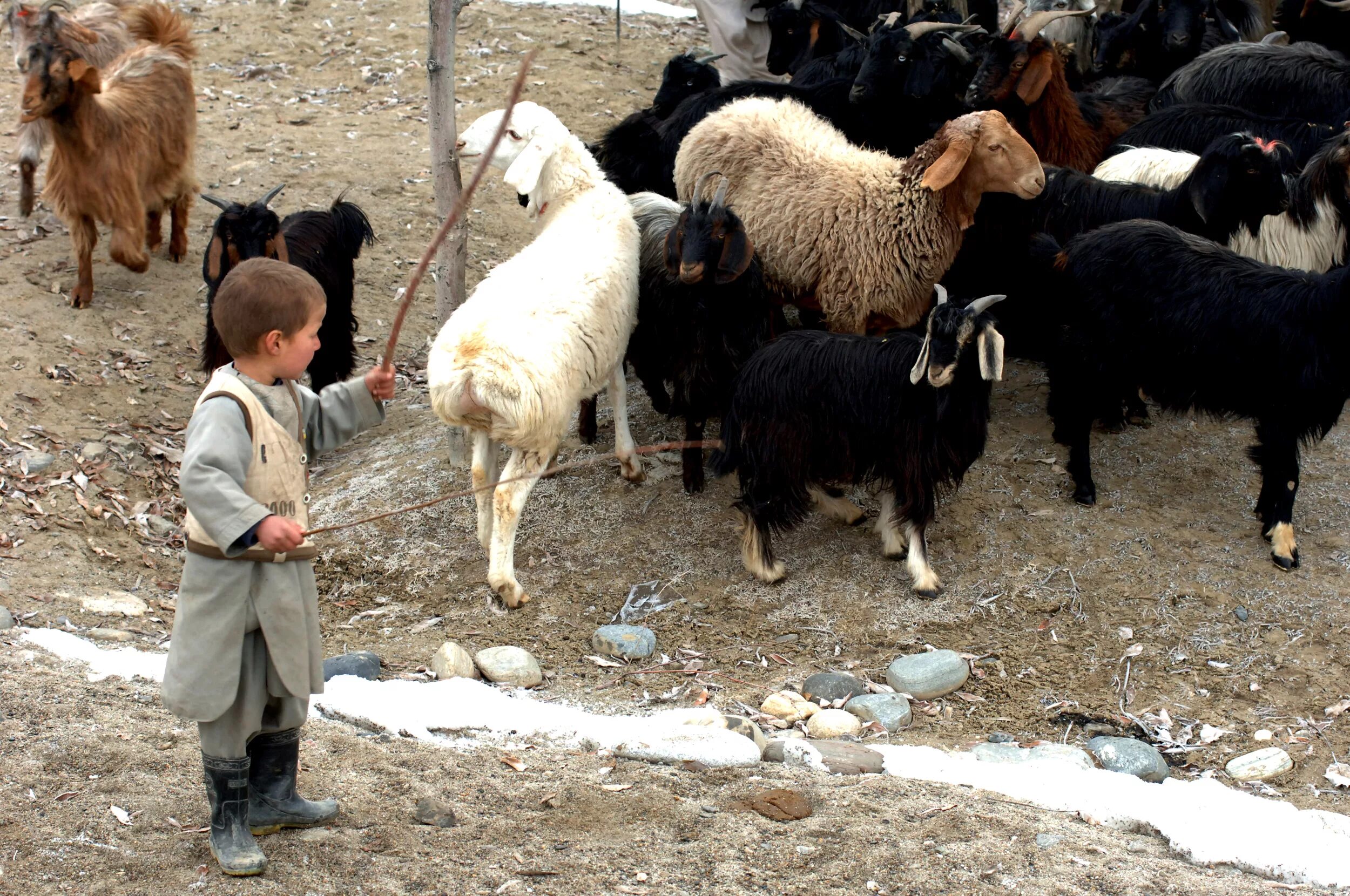 Пасу овечек. Дагестанский Чабан пасет овец. Пасти овец. Пастух с овцами. Мальчик пасет овец.