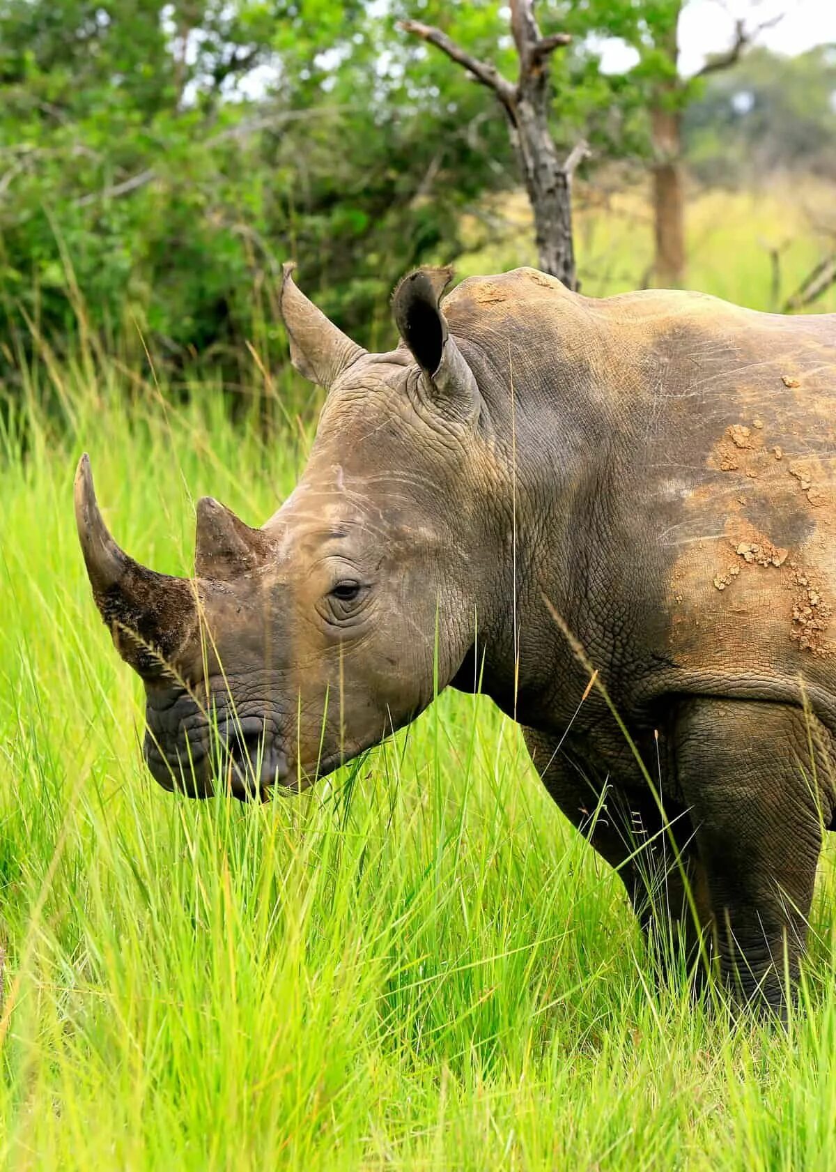 Носороги живут в лесу. Суматранский носорог. Белый носорог. Ceratotherium simum. Африканский белый носорог.