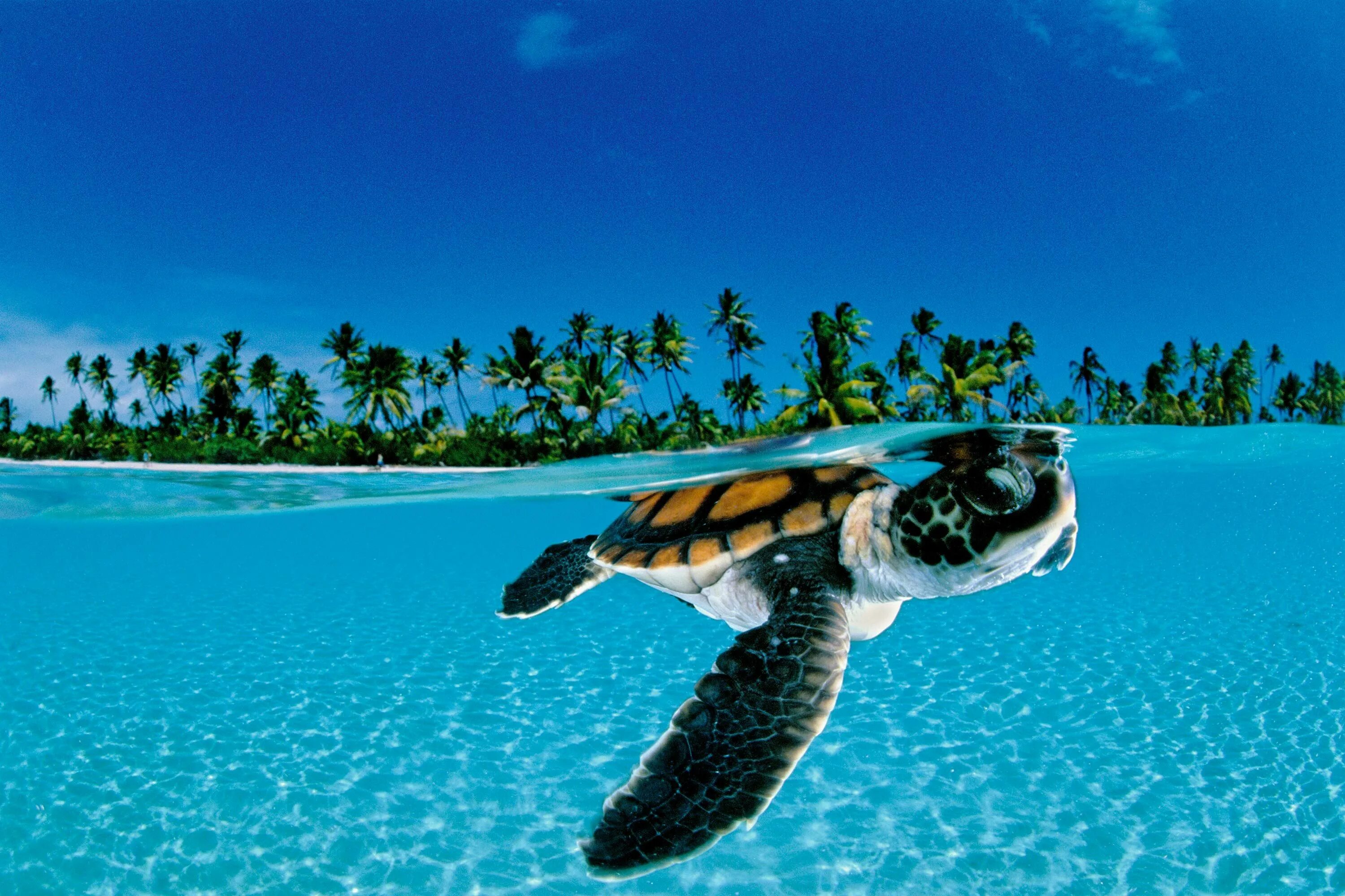 Turtle screen