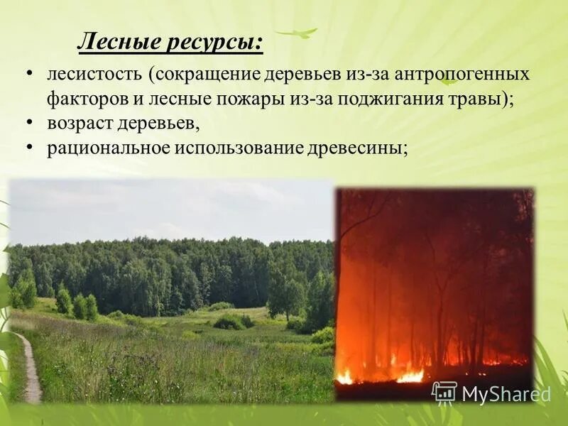 Антропогенное воздействие на леса. Факторы антропогенного воздействия на леса. Антропогенные ресурсы. Антропогенное воздействие на Лесные ресурсы.