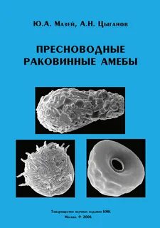 К раковинным амебам относятся
