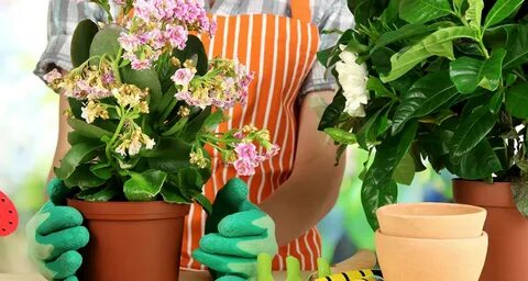 Избавилась от комнатных растений