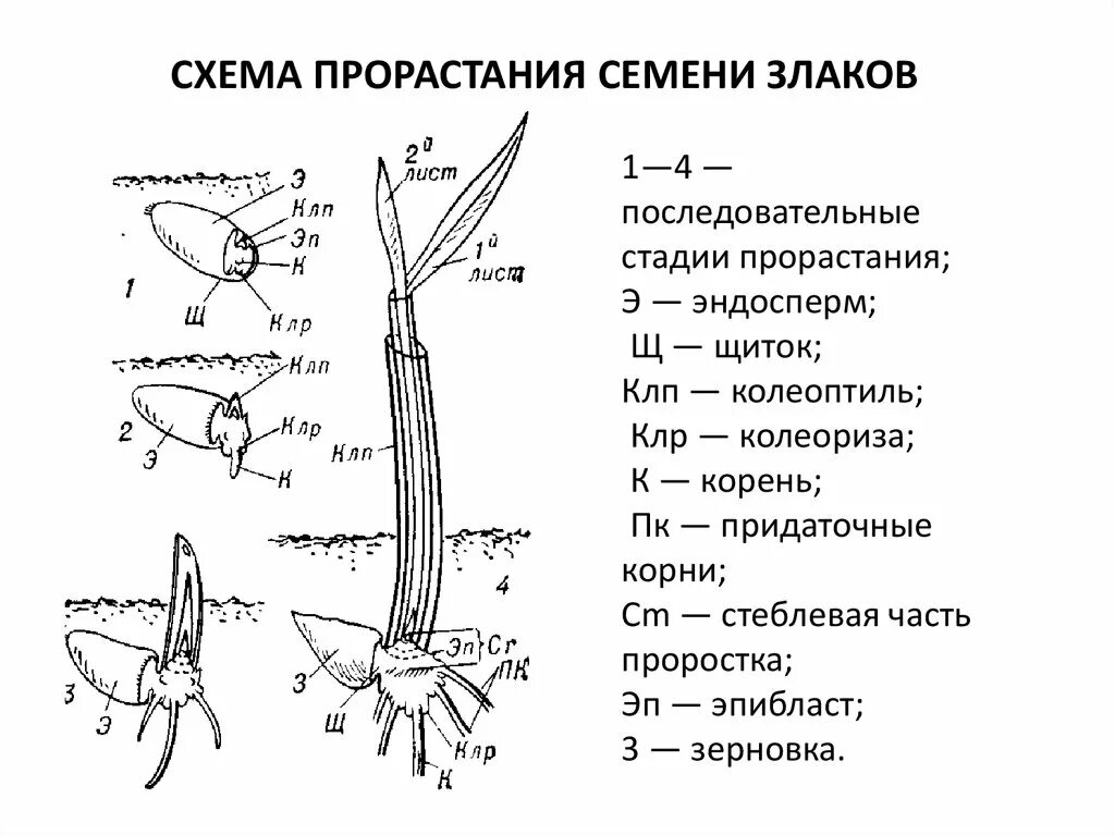 Проросток пшеницы схема. Строение проростка однодольного растения. Проросток пшеницы строение. Проросток пшеницы схема прорастания однодольных. Колеоптиль