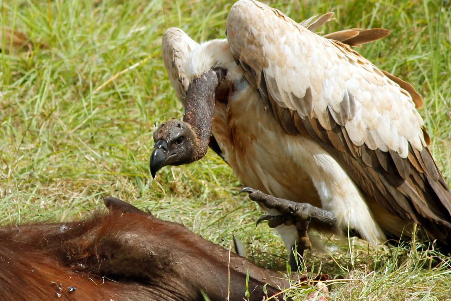 Грифоны падальщики. Стервятник грифон птица. Африканский белоголовый гриф. Птица стервятник гриф. Грифон гриф.