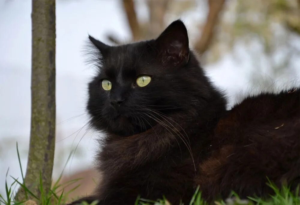 Шантильи-Тиффани порода. Шантильи Тиффани кошка. Тиффани шантильи черный. Шантильи (Тиффани-шантильи). Тиффани кошка
