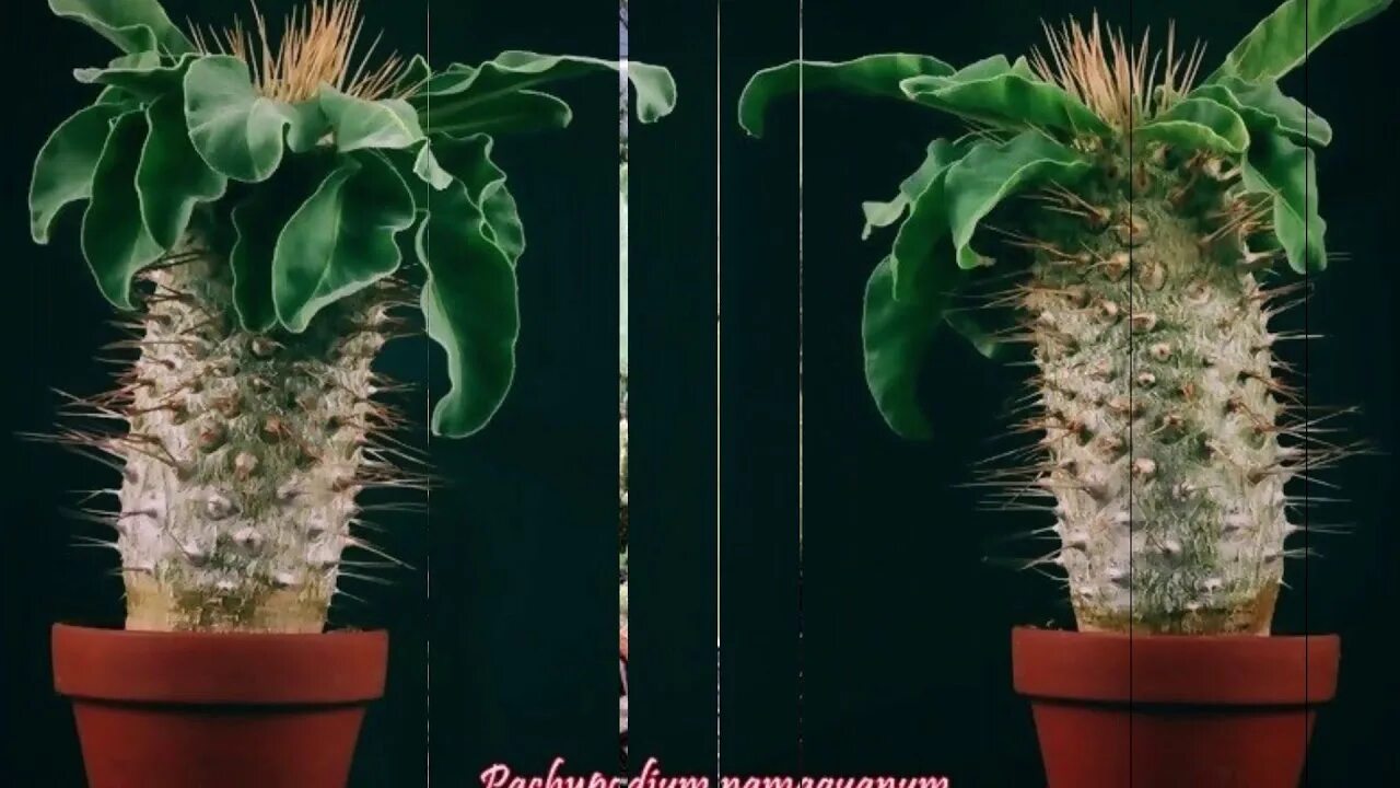 Unique plants. Кактус пахиподиум ламера. Пахиподиум намакванский. Пахиподиум ламера комнатный. Пахиподиум намакванум (Pachypodium namaquanum).