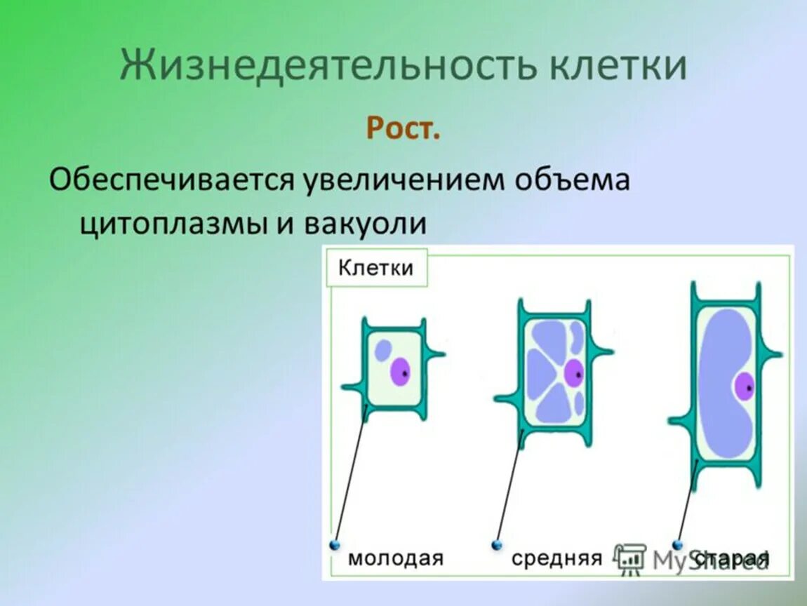 Процесс жизнедеятельности изображен на рисунке. Процессы жизнедеятельности растительной клетки 6 класс биология. Жизнедеятельность клетки размножение. Процесс роста клетки. Рост клетки.