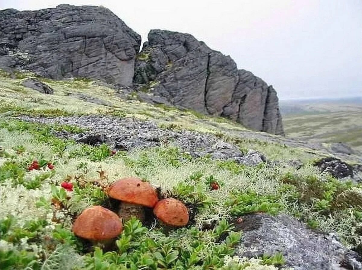 Растительные сообщества мурманской области. Грибы на полуострове Рыбачий Мурманской области. Хибины Кольский полуостров. Сопки Кольского полуострова. Кольский полуостров горы Хибины.