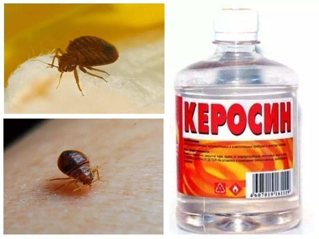 Клопы в квартире: как быстро уничтожить, средства от клопов