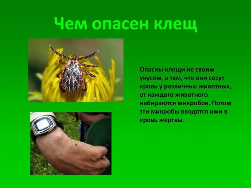 Чем опасны клещи для животных