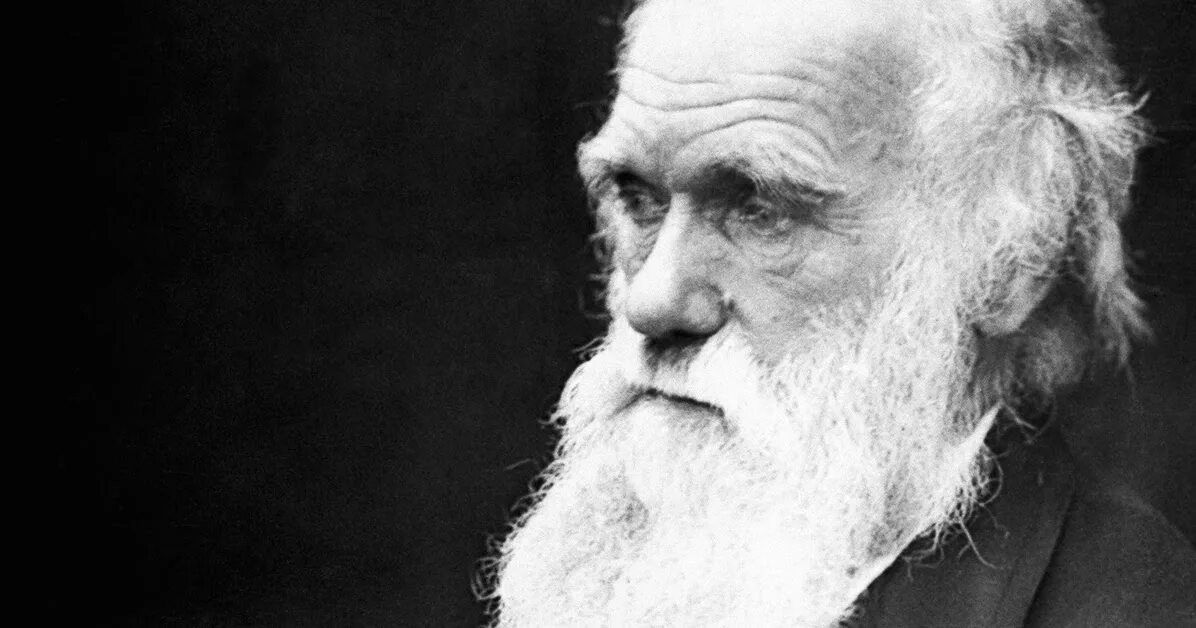 Дарвин наука. Фон для презентации дарвин. Дарвинизм эволюционная теория. Дарвинизм эволюционная теория. Дарвин портрет.