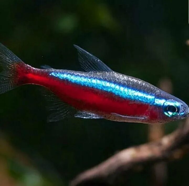Неон красный (Paracheirodon axelrodi). Неон голубой аквариумная рыбка. Красный неон рыбка. Неон Керри аквариумная рыбка.