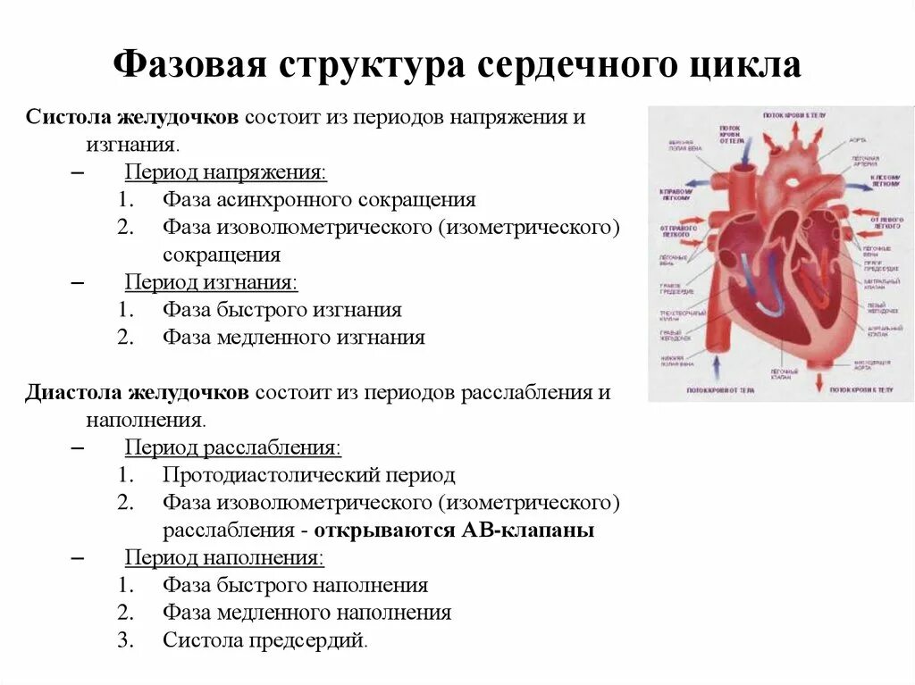 Сокращение предсердий в сердечном цикле. Анализ фазовой структуры сердечного цикла. Фазы периода напряжения желудочков. Схема последовательности фаз сердечного цикла. Фазы сердечного цикла таблица систола желудочков.