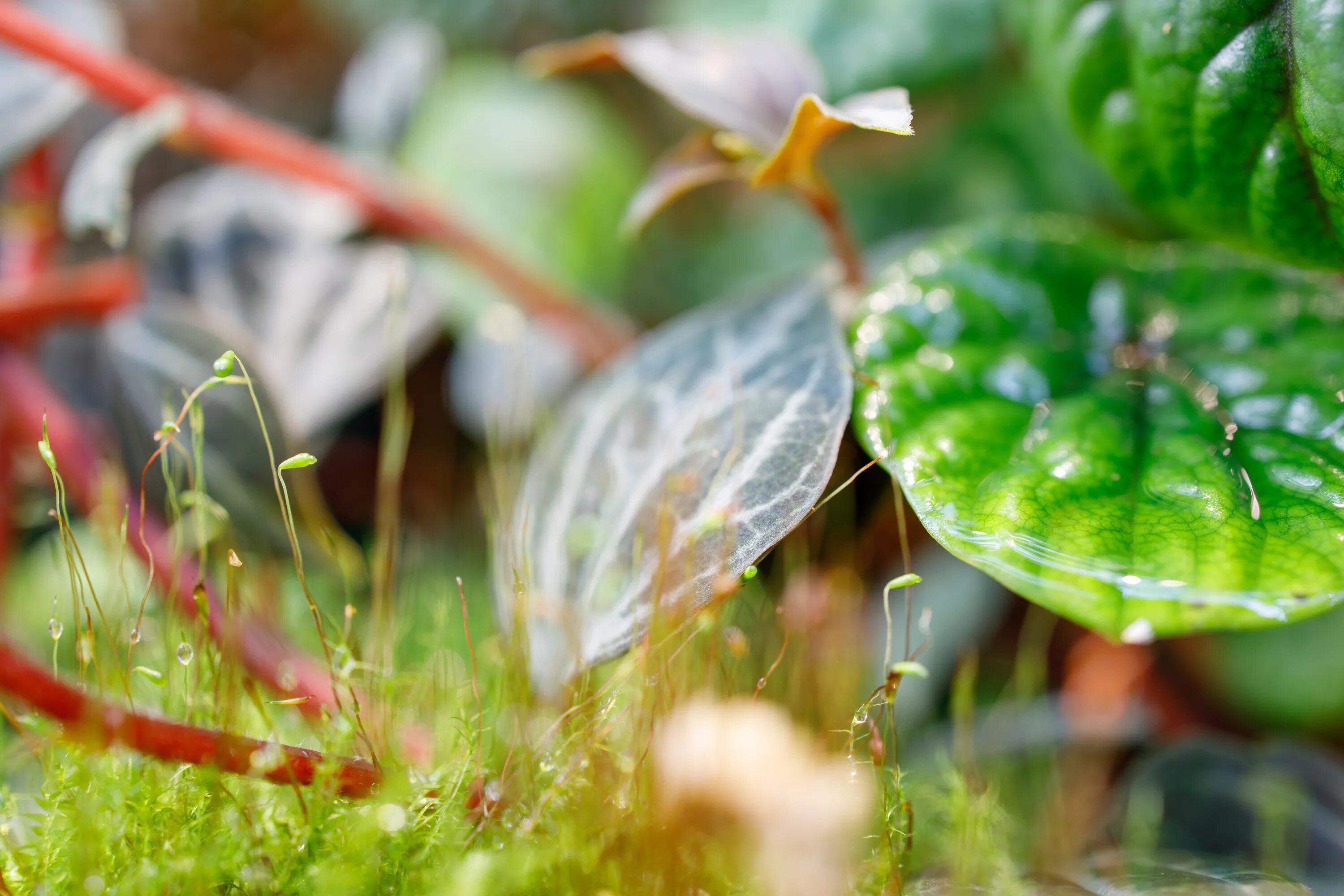 Canon RF 35mm F1.8 IS STM Macro Lens Review