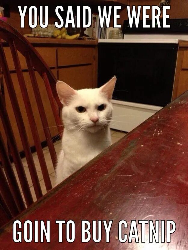 Found the photo put the meme Funny cat pictures, Funny animal pictures, Funny an