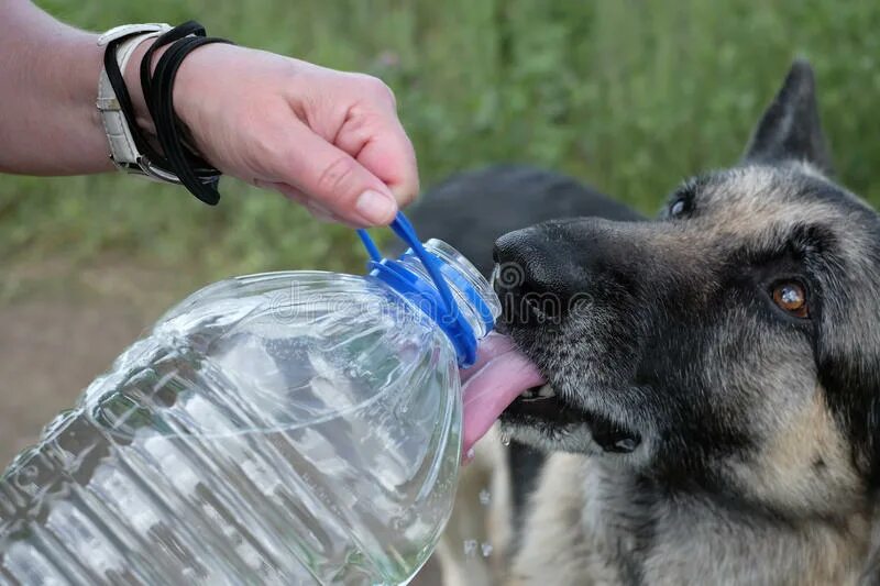 Собака пьет воду. Налей собаке воды. Наливает воду собаке. Питьевая вода для собак. Как поить собаку