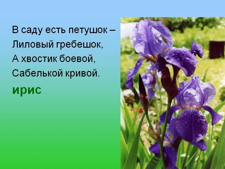 Значение выделенного слова есть ирис. Стихотворение про ирис. стихотворение про цветок ирис. загадка про ирис. загадка о ирисе.