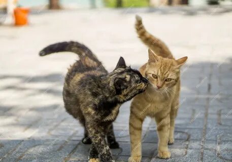На утреннюю прогулку кошка вышла раньше