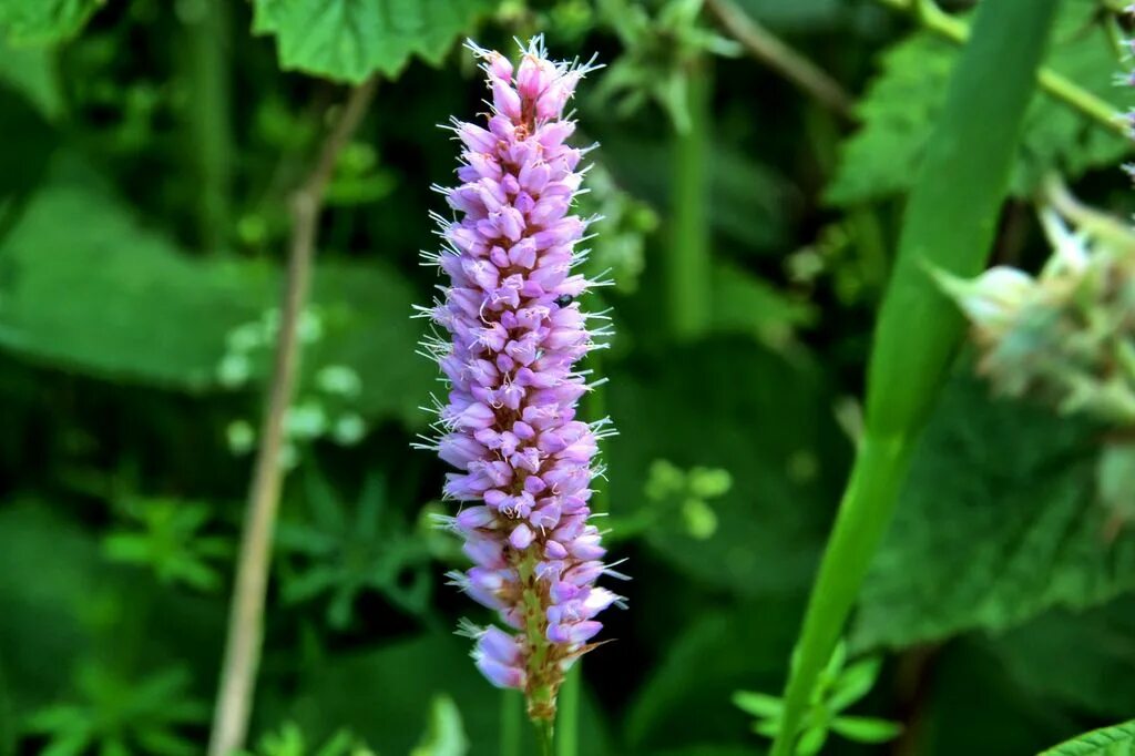 Горец змеиный (Polygonum bistorta). Змеевик Горец. Змеевик Тихоокеанский. Горец змеиный раковые шейки.