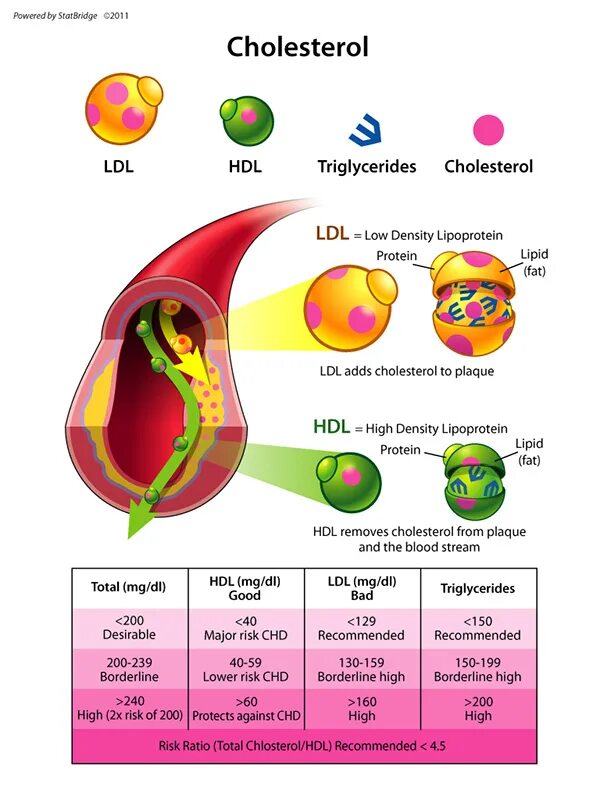 HDL cholesterol норма. LDL И HDL холестерин норма. Холестерол LDL. LDL cholesterol норма.