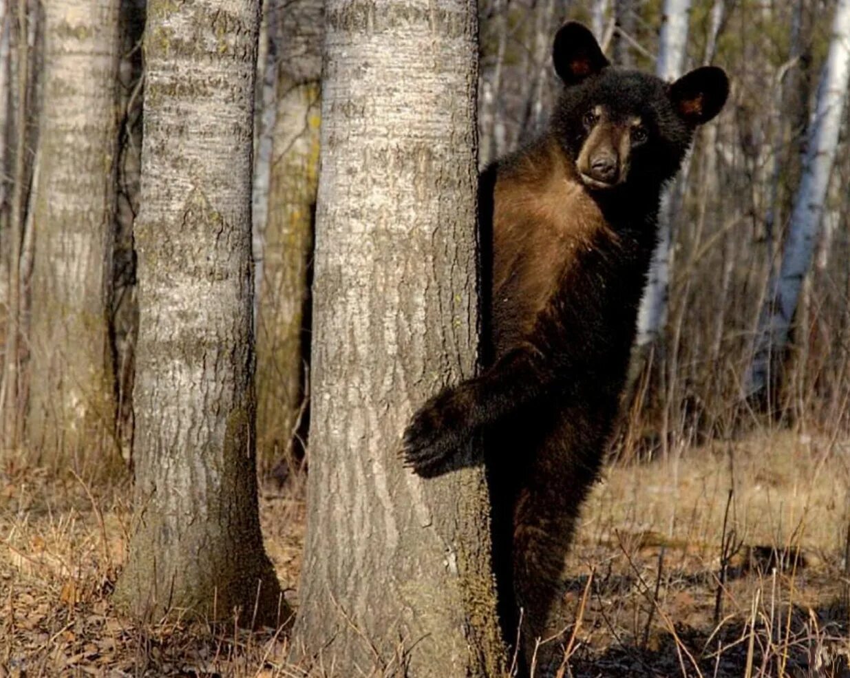 Медведь выглядывает. Медведь. Медведь за деревом. Медвежонок прячется за деревом. Медвежонок выглядывает из-за дерева.