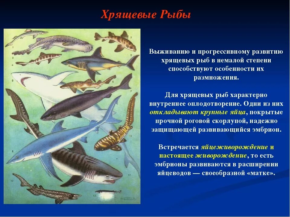 Особенности строения тела рыб. Признаки строения рыб. Внешние особенности рыб. Наружнеестрление рыбы. Признаки строения рыб.