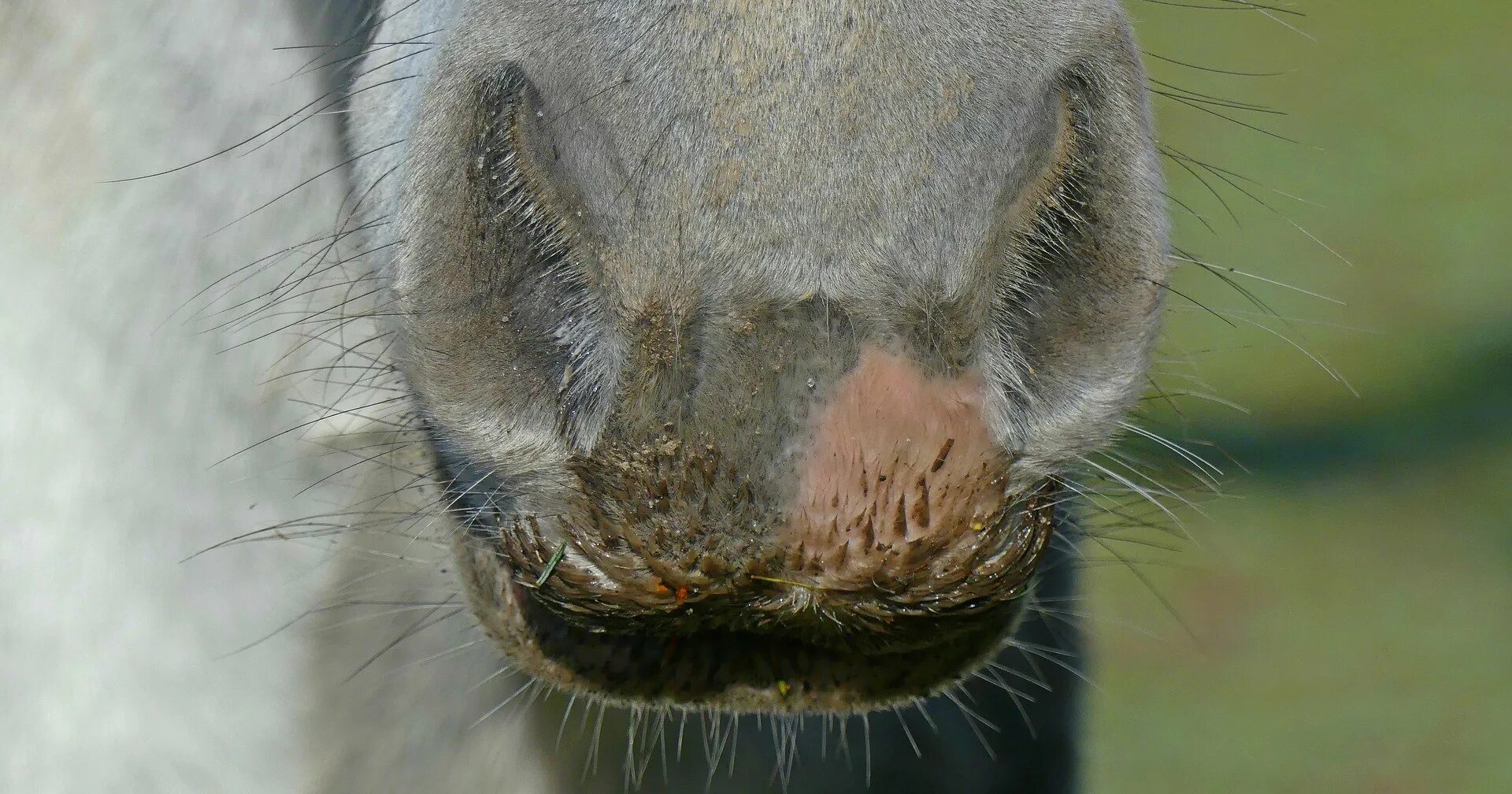 Ринопневмония лошадей. Заподпруженная лошадь. Ревапневмония у лошадей. Ринопневмония лошадей. Ринопневмония лошадей.