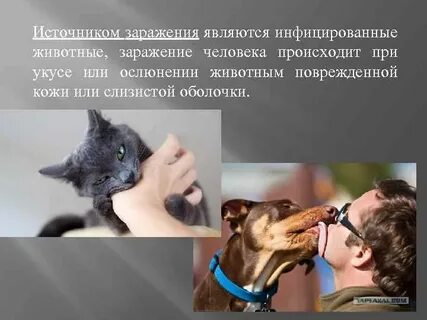 Бешенство передается от человека к человеку