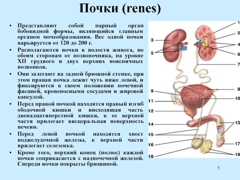 Структура тела почки. Органы и части почечной системы.