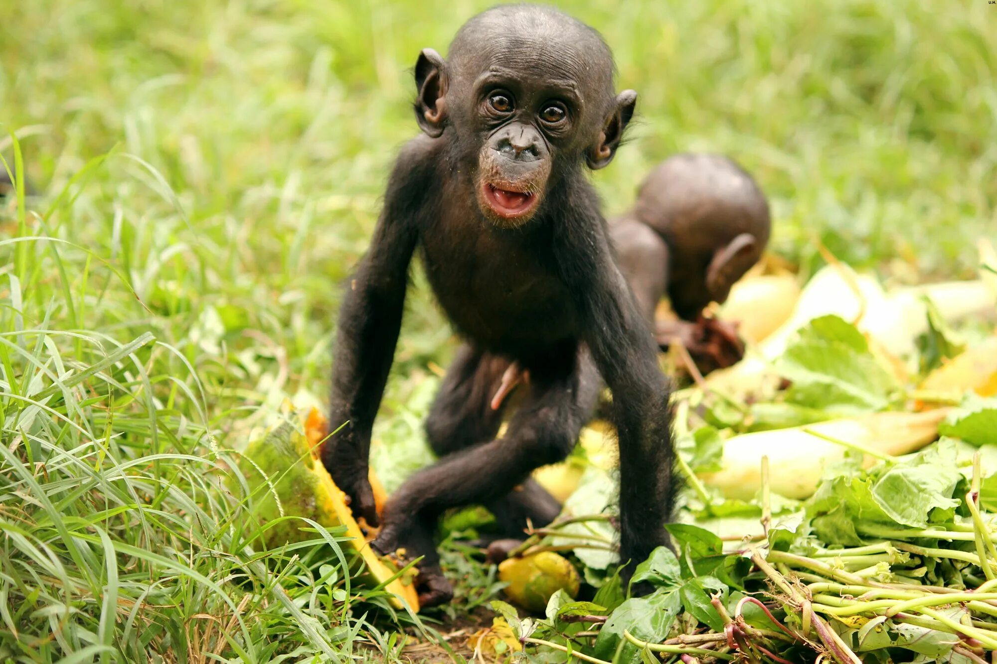 Отдел обезьяна. Приматы бонобо. Bonobo шимпанзе. Карликовый бонобо. Карликовые шимпанзе бонобо.