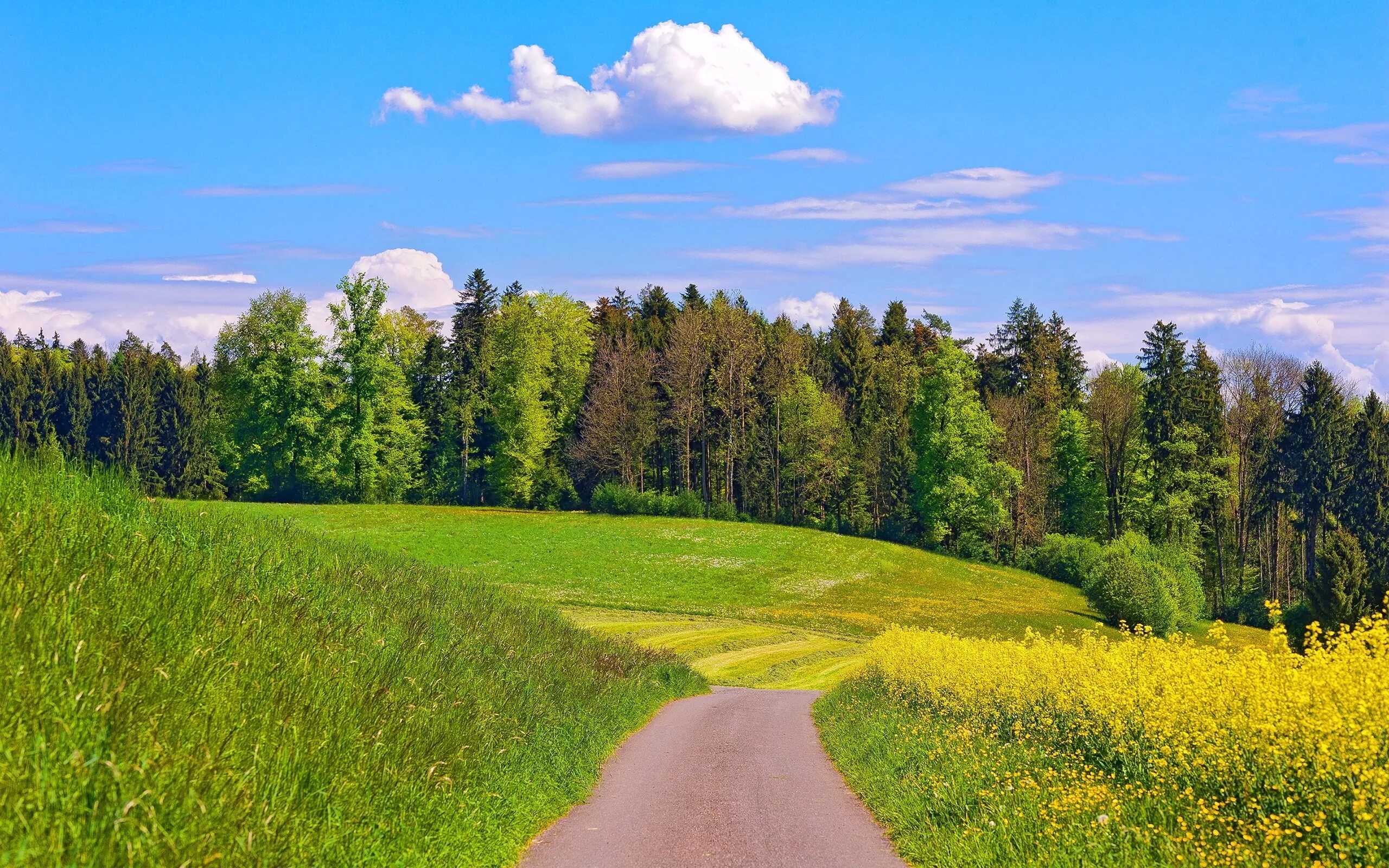 Холмы перелески луга. Летний лес Лужского района. Сурские просторы поля лес дорога. Белоруссия лес опушка. Лесистые Луга Эстония.